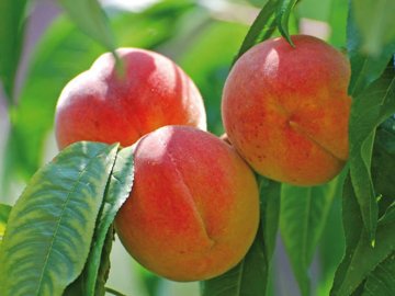 Как вырастить персик из косточки на участке - советы и правила